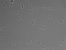 479-Ikebe-MorphResDL/CPFX_20220619_CPFX4_0001 thumbnail
