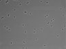 479-Ikebe-MorphResDL/CPFX_20220619_CPFX4_0002 thumbnail