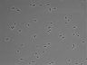 479-Ikebe-MorphResDL/CPFX_20220619_CPFX4_0003 thumbnail