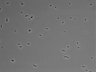 479-Ikebe-MorphResDL/CPFX_20220619_CPFX4_0005 thumbnail