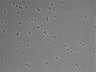 479-Ikebe-MorphResDL/CPFX_20220619_CPFX4_0006 thumbnail