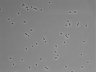 479-Ikebe-MorphResDL/CPFX_20220619_CPFX4_0009 thumbnail