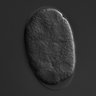 Thumbnail for dataset wt_N2_030221_03