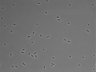 479-Ikebe-MorphResDL/CPFX_20220619_CPFX4_0012 thumbnail
