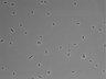479-Ikebe-MorphResDL/CPFX_20220619_CPFX4_0014 thumbnail