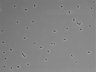 479-Ikebe-MorphResDL/CPFX_20220619_CPFX4_0015 thumbnail