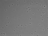 479-Ikebe-MorphResDL/CPFX_20220619_CPFX4_0017 thumbnail