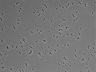 479-Ikebe-MorphResDL/CPFX_20220619_P_0002 thumbnail