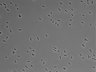 479-Ikebe-MorphResDL/CPFX_20220619_P_0005 thumbnail