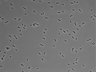 479-Ikebe-MorphResDL/CPFX_20220619_P_0006 thumbnail