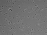479-Ikebe-MorphResDL/CPFX_20220619_P_0010 thumbnail