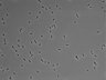 479-Ikebe-MorphResDL/CPFX_20220619_P_0020 thumbnail
