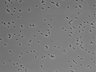 479-Ikebe-MorphResDL/CPZ_20220508_CPZ1_0001 thumbnail