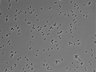 479-Ikebe-MorphResDL/CPZ_20220508_CPZ1_0003 thumbnail