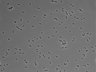 479-Ikebe-MorphResDL/CPZ_20220508_CPZ1_0007 thumbnail