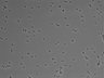 479-Ikebe-MorphResDL/CPZ_20220508_CPZ1_0008 thumbnail