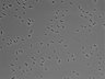 479-Ikebe-MorphResDL/CPZ_20220508_CPZ1_0015 thumbnail