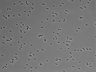 479-Ikebe-MorphResDL/CPZ_20220508_CPZ1_0018 thumbnail