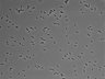 479-Ikebe-MorphResDL/CPZ_20220508_CPZ1_0019 thumbnail