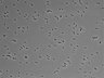 479-Ikebe-MorphResDL/CPZ_20220508_CPZ1_0020 thumbnail