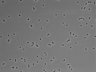 479-Ikebe-MorphResDL/CPZ_20220508_CPZ2_0001 thumbnail