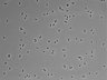 479-Ikebe-MorphResDL/CPZ_20220508_CPZ2_0002 thumbnail