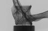 Thumbnail for dataset Sebastes_zonatus_SLV120mm