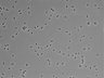 479-Ikebe-MorphResDL/CPZ_20220508_CPZ2_0003 thumbnail