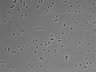 479-Ikebe-MorphResDL/CPZ_20220508_CPZ2_0005 thumbnail