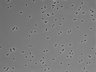 479-Ikebe-MorphResDL/CPZ_20220508_CPZ2_0007 thumbnail