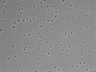 479-Ikebe-MorphResDL/CPZ_20220508_CPZ2_0013 thumbnail