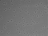 479-Ikebe-MorphResDL/CPZ_20220508_CPZ2_0014 thumbnail