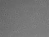 479-Ikebe-MorphResDL/CPZ_20220508_CPZ2_0017 thumbnail