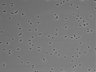 479-Ikebe-MorphResDL/CPZ_20220508_CPZ2_0020 thumbnail
