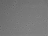 479-Ikebe-MorphResDL/CPZ_20220508_CPZ3_0005 thumbnail