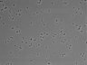 479-Ikebe-MorphResDL/CPZ_20220508_CPZ3_0006 thumbnail