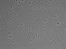 479-Ikebe-MorphResDL/CPZ_20220508_CPZ3_0007 thumbnail