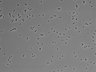 479-Ikebe-MorphResDL/CPZ_20220508_CPZ3_0009 thumbnail
