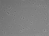 479-Ikebe-MorphResDL/CPZ_20220508_CPZ3_0012 thumbnail