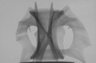 Thumbnail for dataset Sillago_japonica_SL211mm