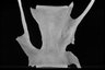 Thumbnail for dataset Sphyraena_pinguis_SL291mm