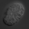 Thumbnail for dataset wt_N2_030224_01
