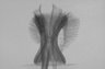 Thumbnail for dataset Takifugu_pardalis_TL170mm