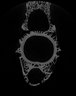 Thumbnail for dataset Takifugu_snyderi_TL210mm