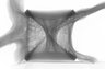 Thumbnail for dataset Thunnus_orientalis_SL429mm