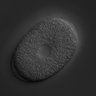 Thumbnail for dataset wt_N2_030224_02