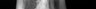 Thumbnail for dataset Thunnus_orientalis_SL558mm