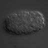 Thumbnail for dataset wt_N2_030224_04
