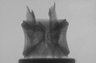 Thumbnail for dataset Zeus_faber_TL210mm