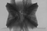 Thumbnail for dataset Zeus_faber_TL300mm